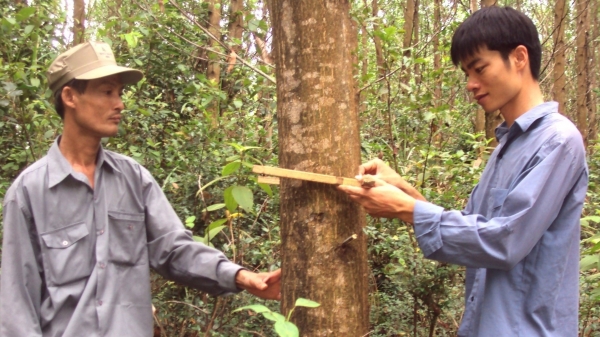 'Path of life' for Vietnam's wood industry: Vietnam's first planted forest areas insured